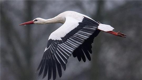 Ein Storch fliegt bei Temperaturen von knapp über null Grad über einen Acker. Manche Weißstörche überwintern auch in Deutschland.