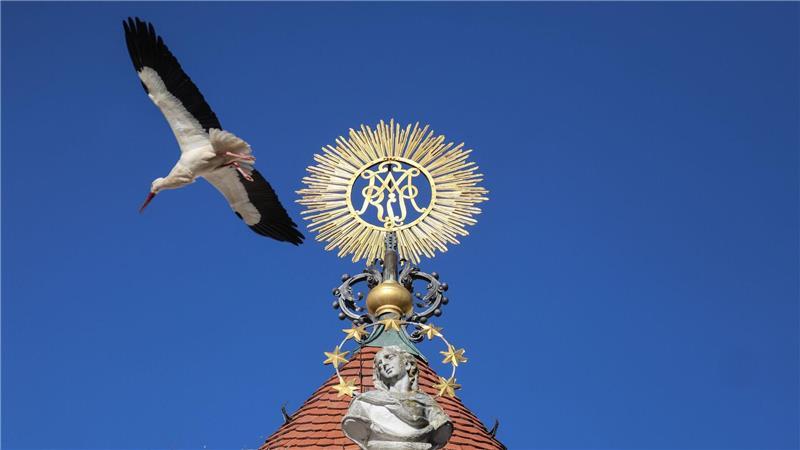 Ein Storch fliegt im Sonnenschein am barocken Münster „Unserer lieben Frau“ in Zwiefalten im Landkreis Reutlingen vorbei.