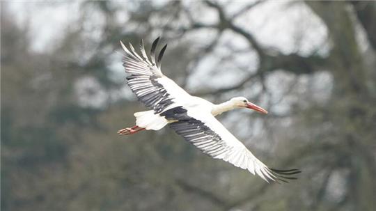 Ein Storch fliegt über einen Acker in Hamburg-Kirchwerder.