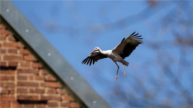 Ein Storch im Landeanflug. 