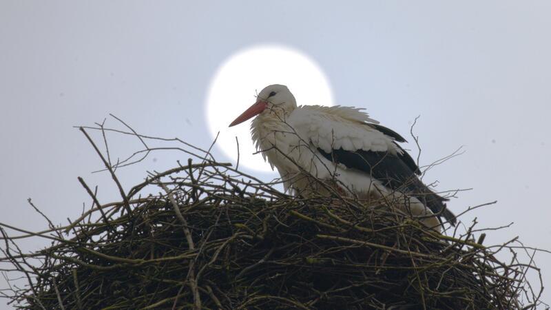 Ein Storch in Agathenburg.