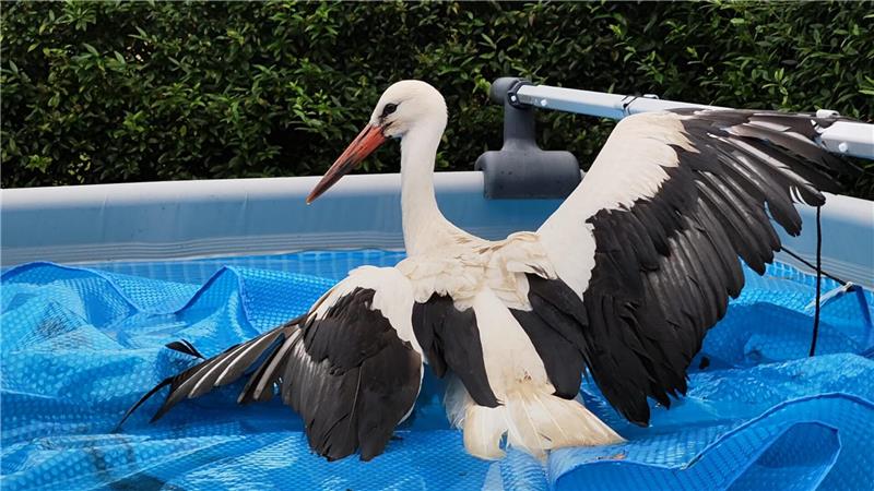 Storch landet im Swimmingpool – Nachbarin greift beherzt zu Ein Storch ist im Swimmingpool in der Wingst gelandet und musste gerettet werden. Foto: privat