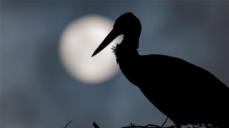 Ein Storch steht in seinem Nest, während im Hintergrund die Sonne durch dunkle Wolken scheint.