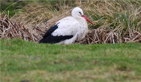 Ein Storch verweilt auf einem Feld bei Steinwedel in der Region Hannover. Foto: Julian Stratenschulte/dpa