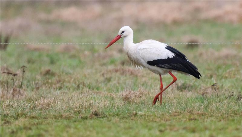 Ein Storch verweilt auf einem Feld bei Steinwedel in der Region Hannover. Im Norden kehren die ersten Weißstörche aus ihren Winterquartieren im Süden zurück - und das teilweise deutlich früher als in den Vorjahren. Foto: Julian Stratenschulte/dpa