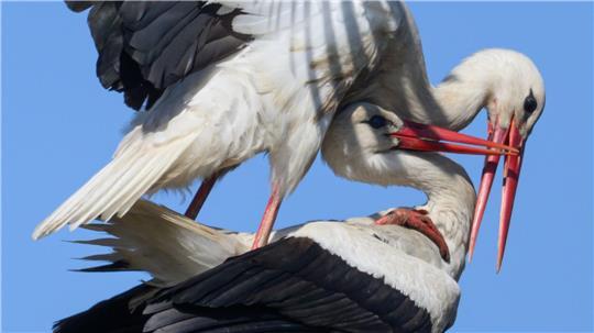 Ein Storchenpaar hat sich im Nest auf einem Strommast niedergelassen.