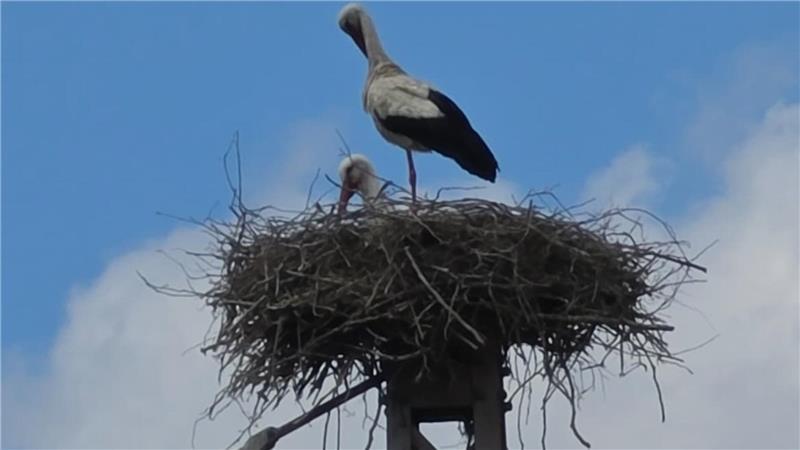 Buxtehudes neues Storchenpaar und sein ungewöhnliches Domizil Ein Storchenpaar nistet in einem Horst auf einem Strommast entlang der Bahngleise in Neukloster.