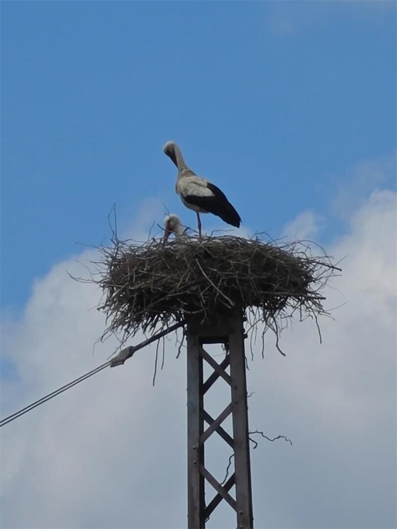 Ein Storchenpaar nistet in einem Horst auf einem Strommast entlang der Bahngleise in Neukloster.