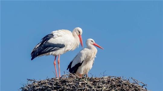 Ein Storchenpaar sitzt nach seiner Rückkehr aus dem Winterquartier im Süden wieder in seinem Nest in Schleswig-Holstein.