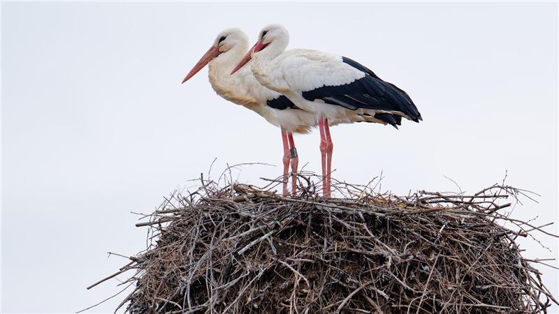 Ein Storchenpaar steht in seinem Nest.