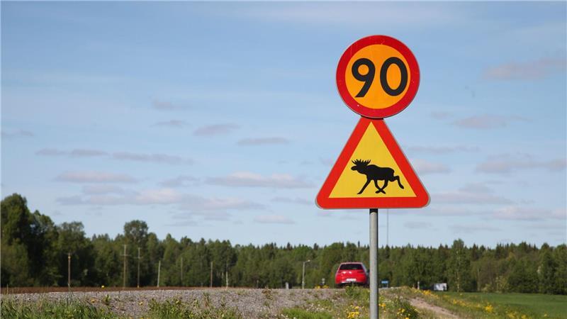 Die große Elchwanderung: Warum die Schweden „Slow TV“ lieben Ein Straßenschild warnt im Norden von Schweden vor Elchen. (Illustration)