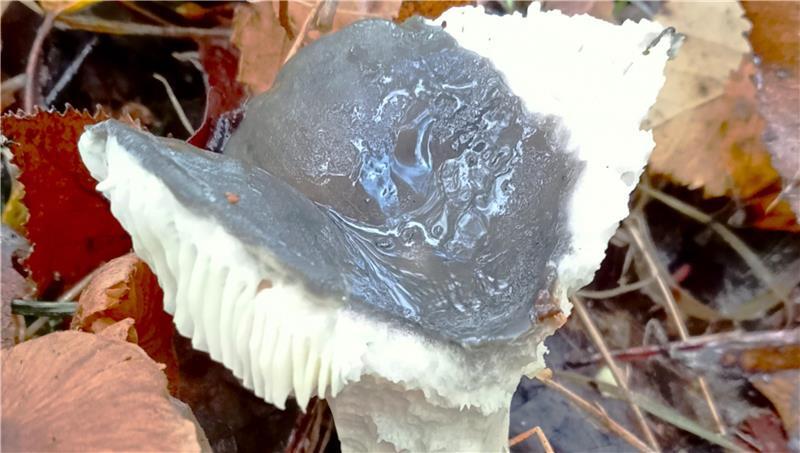 Ein Täubling lockt Insekten an, die seine Sporen weitertragen.