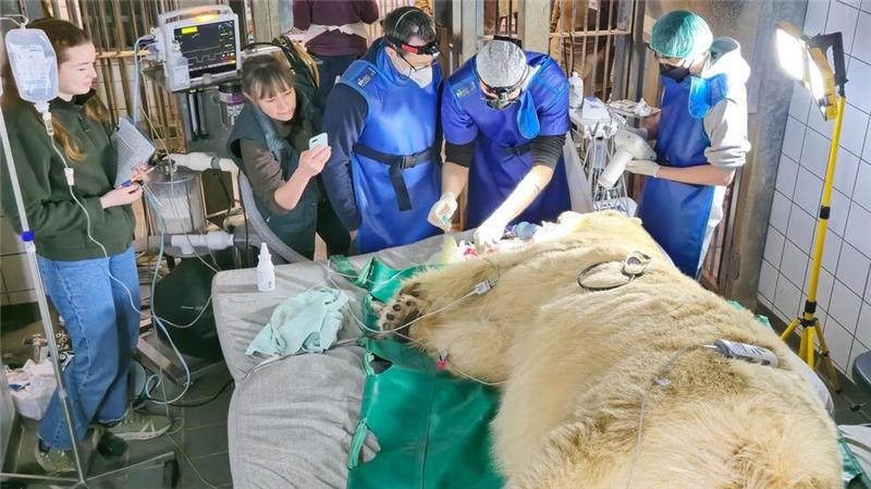 Zahn-OP bei Eisbärin Milana im Zoo Hannover Ein Team aus Tierärzten und tiermedizinischen Fachangestellten von der Tierärztlichen Hochschule Hannover behandelte die Eisbärin.