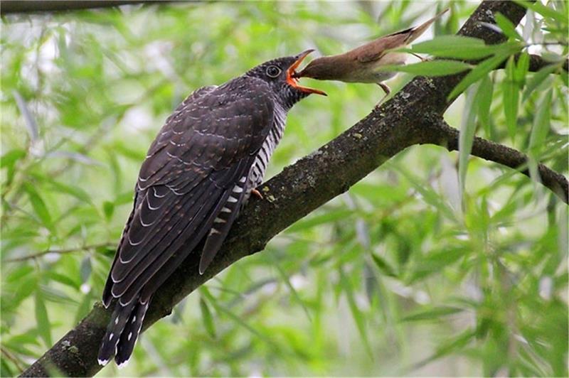 Der Kuckuck legt in Sekunden das Ei ins fremde Nest Ein Teichrohrsänger füttert einen jungen Kuckuck. Foto: Nabu