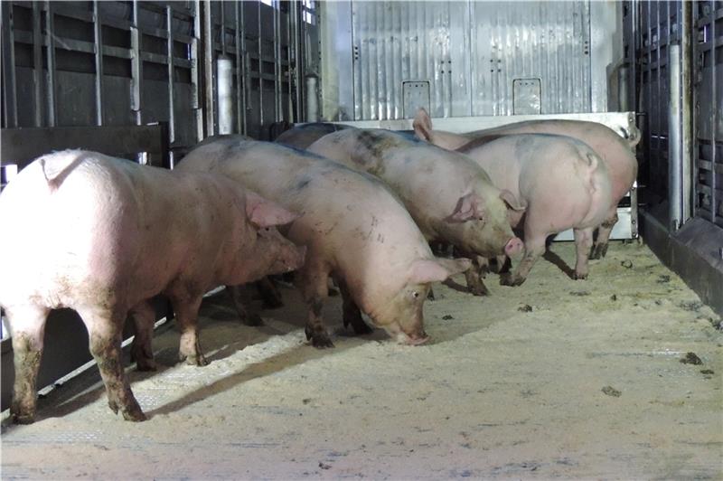 Ein Teil der seit Oktober gemästeten Schweine wurde jetzt zum Schlachthof nach Loxstedt transportiert. Fotos: Löhden