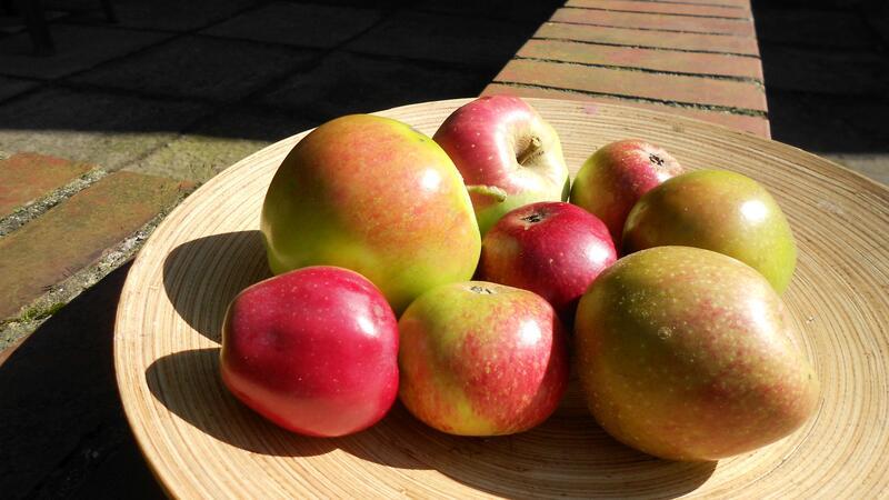Ein Teller mit selbstgepflückten Äpfeln aus den Obstwiesen.
