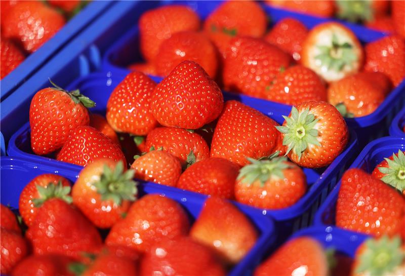 Ein Test zeigt: Weitgereiste Früherdbeeren sind problematisch, was die Ökobilanz und auch die Belastung mit Pestiziden betrifft. Foto: Berg/dpa
