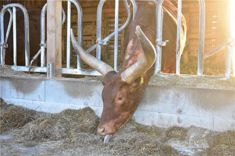 Ein Texas Longhorn züngelt am Futter.