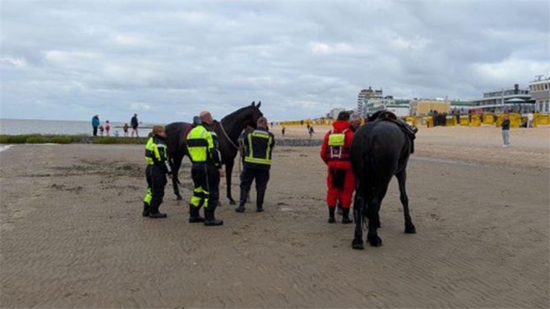 Ein Tierarzt untersuchte die Pferde nach der Rettung. Beide blieben unverletzt - wie die in Not geratene Besitzerin.