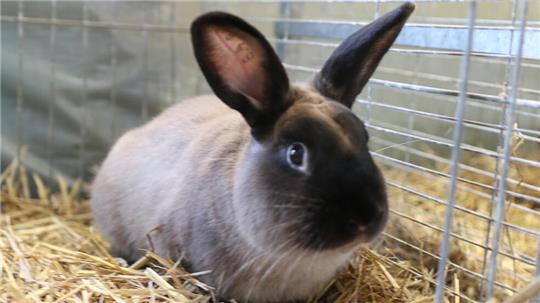 Ein Tierquäler hat einem Kaninchen in Großenkneten Schmerzen zugefügt.