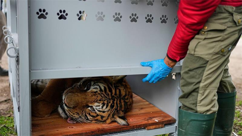 Ein Tiger liegt in einer Transportkiste vor seiner Verlegung in ein Schutzgebiet in Südafrika.