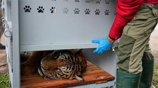 Ein Tiger liegt in einer Transportkiste vor seiner Verlegung in ein Schutzgebiet in Südafrika.
