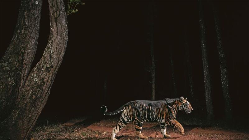 Ein Tiger streift durch den Similipal-Nationalpark in Indien.