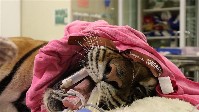 Ein Tiger wird in dem Krankenhaus behandelt.