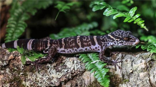 Ein Tigergecko sitzt im Zoo in Köln auf einem Baumstamm. Der Gecko ist das Zootier des Jahres 2024.