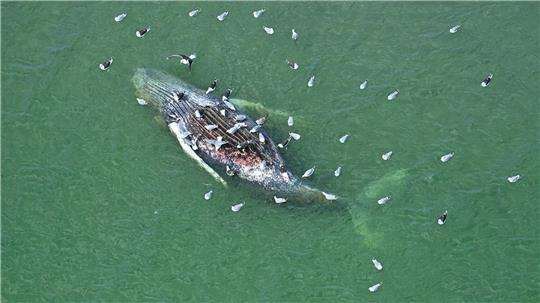 Ein Toter Wal wurde vor der dänischen Insel Anholt entdeckt.