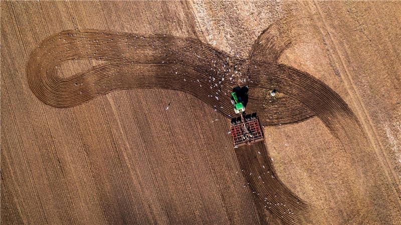 Ein Traktor zieht eine Egge über einen Acker und bereitet die Flächen auf die Aussaat vor. 