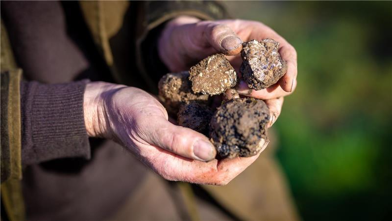 Warum Trüffel Trendfood sind Ein Trüffelbauer in Niedersachsen hält auf seiner Plantage geerntete Pilze in der Hand. (Archivbild)