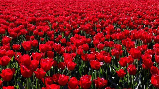 Ein Tulpenmeer.