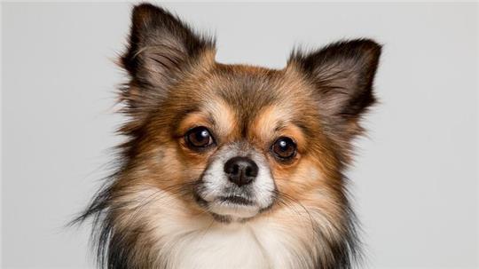 Ein Unbekannter hat einen Chihuahua getötet (Symbolbild).