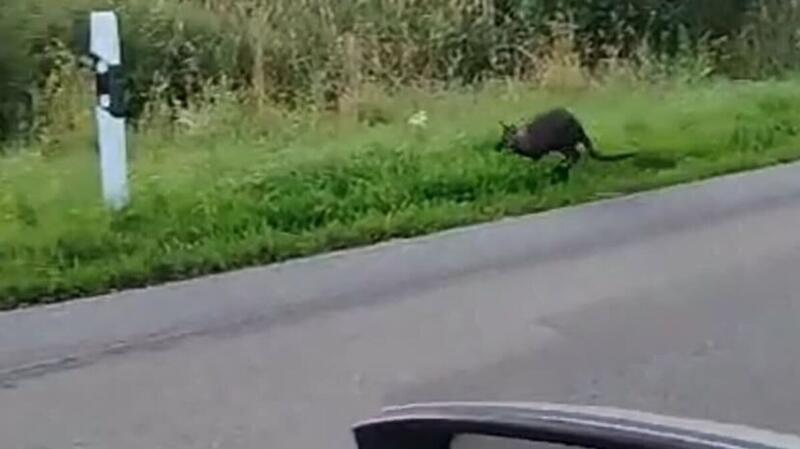 Ein Video soll zeigen, wie das Känguru über die Landesstraße zwischen Isensee und Schüttdamm hüpft.