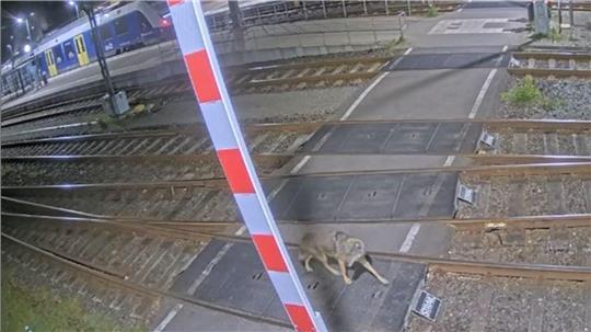 Ein Video zeigt einen Wolf auf dem EVB-Bahnhofsgelände in Bremervörde.