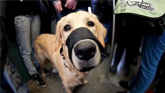 Ein Vorfall zwischen Hunden führte zu einer für ein Cuxhavener Ehepaar überraschenden Einstufung seiner Golden-Retriever-Dame als „gefährlich“. (Symbolbild)