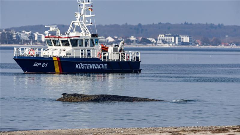 Ein Wal ist an der Ostseeküste vor Niendorf gestrandet, im Hintergrund ein Boot der Küstenwache. Die Polizei hat das Gelände abgesperrt, um das Tier nicht zu beunruhigen.