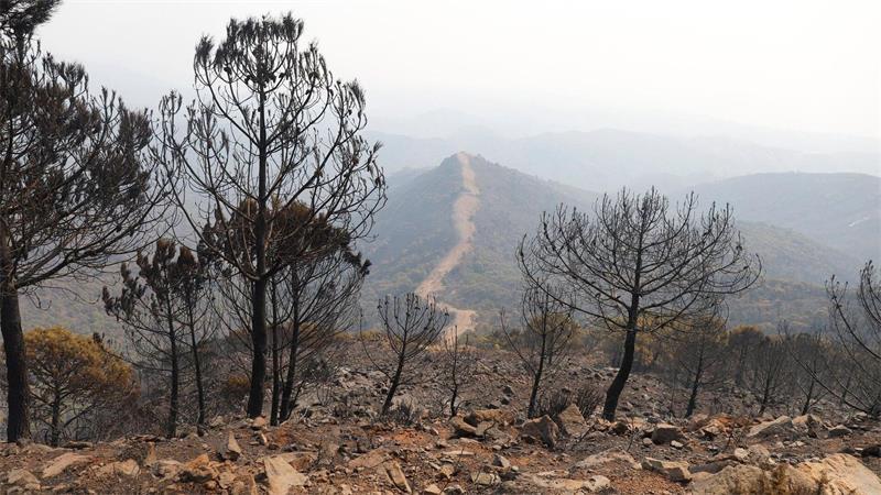 Ein Waldbrand nie gekannten Ausmaßes wütet derzeit in der Gemeinde Los Gallardos in der südspanischen Provinz Almería. (Archivbild).