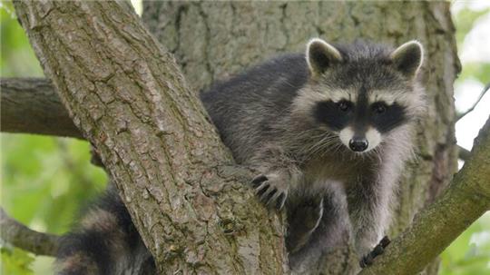 Ein Waschbär-Junges sitzt im Wildtierpark Edersee in einem Baum.