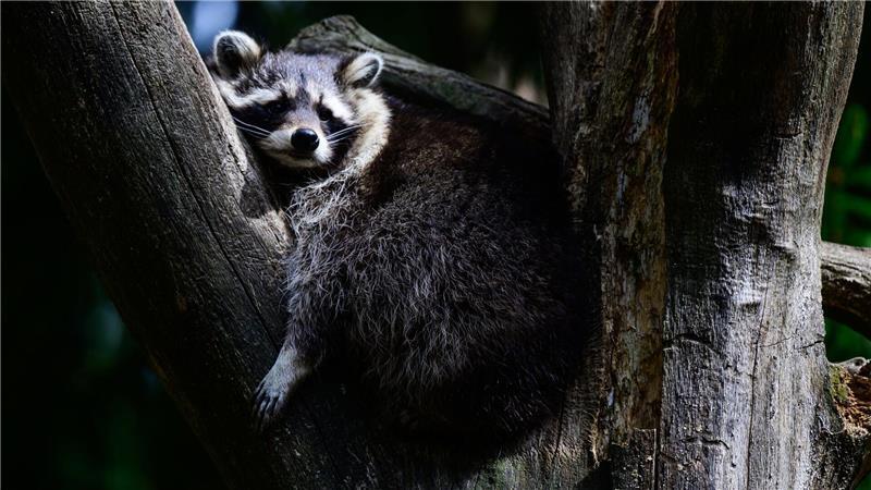 Bilder des Tages Ein Waschbär hat es sich im Baum gemütlich gemacht.