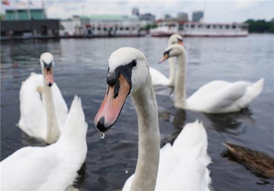 Ein Wasserstropfen hängt am Schnabel eines Alsterschwans auf der Binnenalster in der Innenstadt. Foto: Marcus Brandt/dpa