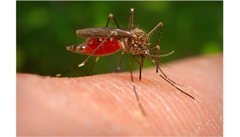 Ein Weibchen der Asiatischen Buschmücke saugt Blut. Dabei gibt das Tier ein Sekret ab, das die Blutgerinnung verhindert und Jucken und Schwellungen auslösen kann.  Foto dpa/James Gathany, Centers for Disease Control