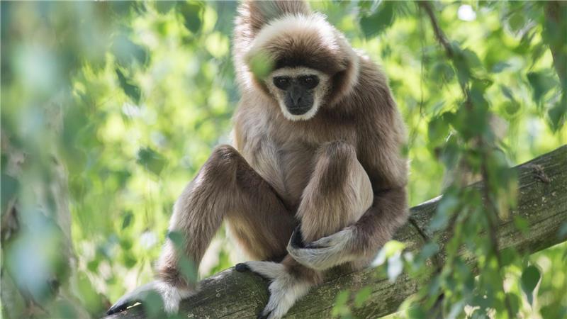 Säuger-Vergleich: Der Mensch ist eine monogame Art Ein Weißhandgibbon sitzt im Berliner Tierpark