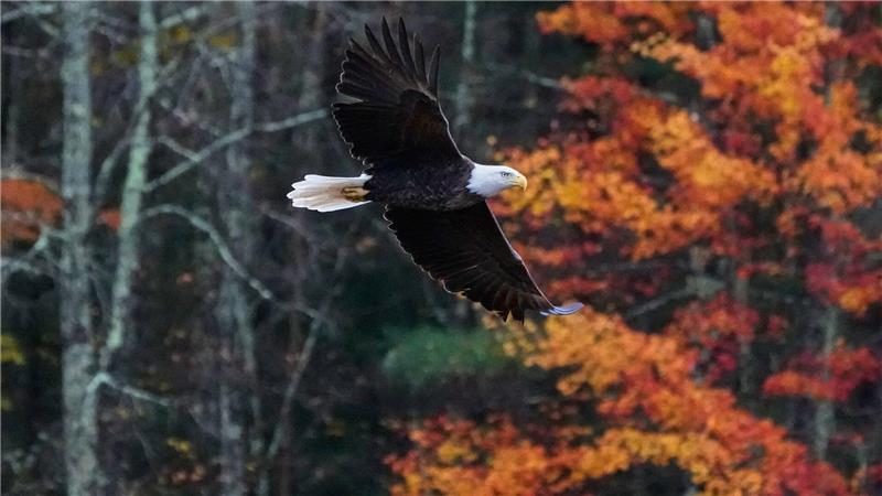 Ein Weißkopfseeadler fliegt in New Hampshire an einem Baum vorbei, dessen Laub sich im Herbst verfärbt hat.