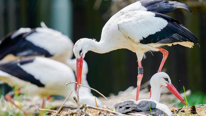 Ein Weißstorch (Ciconia ciconia) legt einen Ast in seinen Horst.
