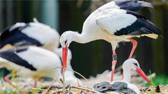 Ein Weißstorch (Ciconia ciconia) legt einen Ast in seinen Horst.