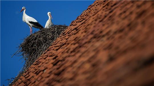 Ein Weißstorch-Paar steht bei blauem Himmel in seinem Horst. Petershagen im Kreis Minden-Lübbecke gilt mit seinen zahlreichen Horsten als Storchenhauptstadt von Nordrhein-Westfalen.