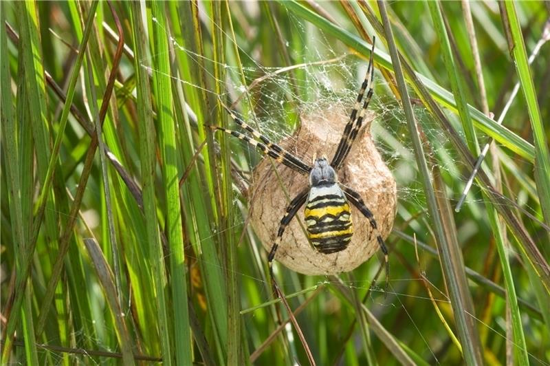 Ein Wespenspinnen-Weibchen sitzt auf seinem Ei-Kokon. Foto: Kurtze