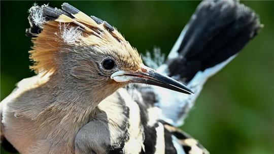 Ein Wiedehopf wird von einem Vogelberinger in Sielmanns Naturlandschaft Döberitzer Heide in der Hand gehalten, um die Küken im Nest beringen und wiegen zu können.